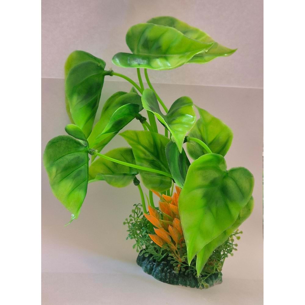 GENİŞ YAPRAKLI AKVARYUM BİTKİSİ (Z-M894)