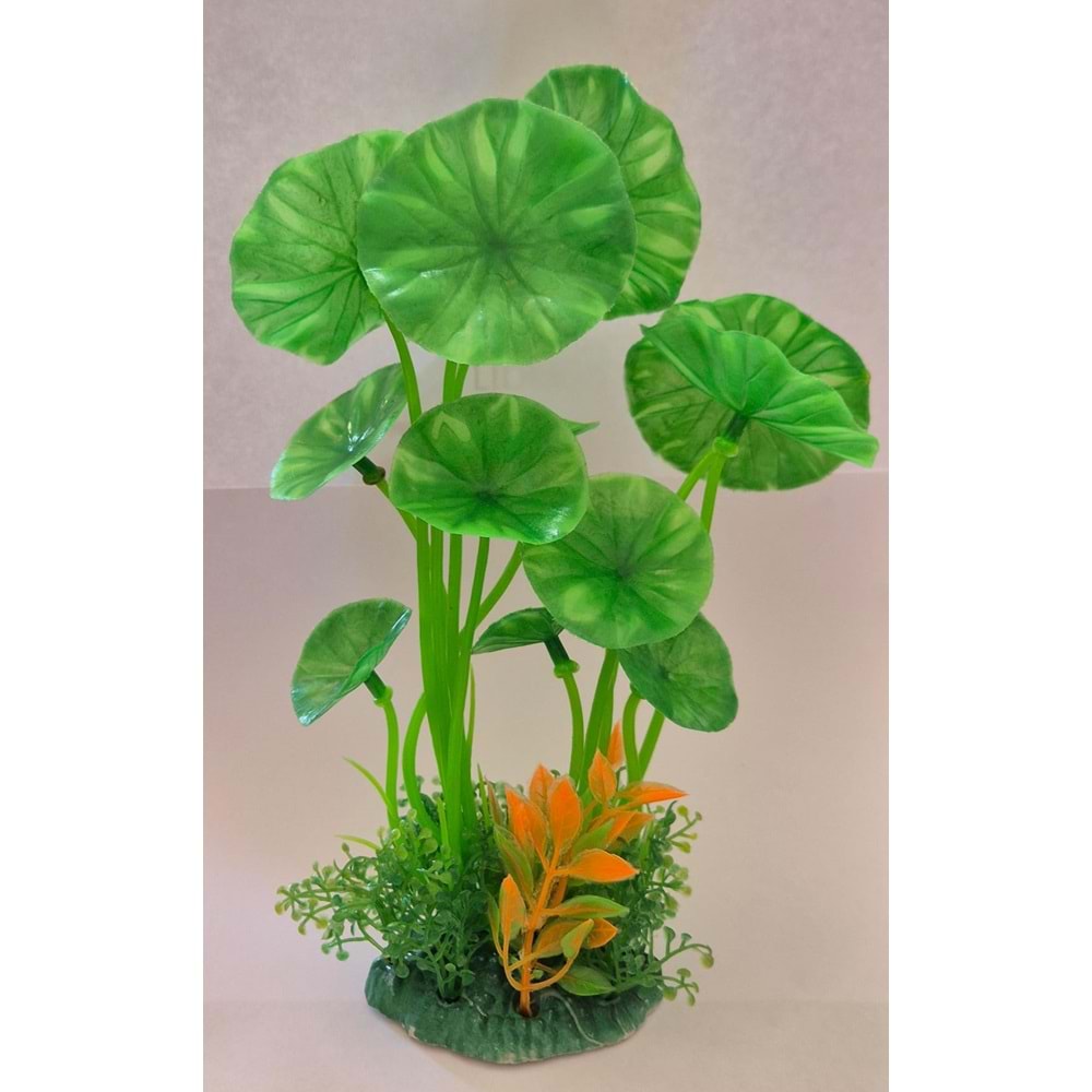 GENİŞ YAPRAKLI AKVARYUM BİTKİSİ 19 CM (Z-M895)