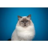 KEDİ
