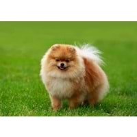 KÖPEK