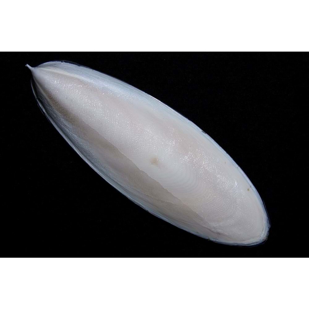 KALAMAR KEMİĞİ